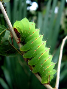caterpillar in the everglades